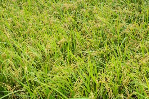Yellow rice fields in the fields near the harvest season Stock Photos