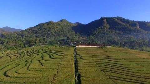 Yellow rice fields with hilly background in Indonesia Stock Footage 157994885