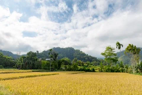Yellow Rice Fields Stock Photos
