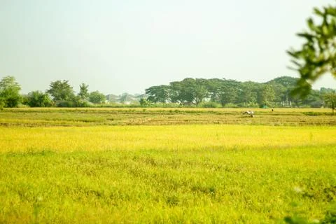 Yellow rice fields Stock Photos