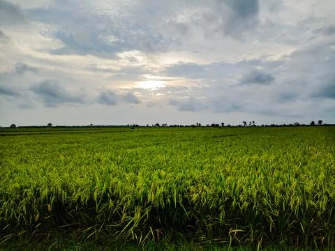 Yellow rice fields Stock Photos