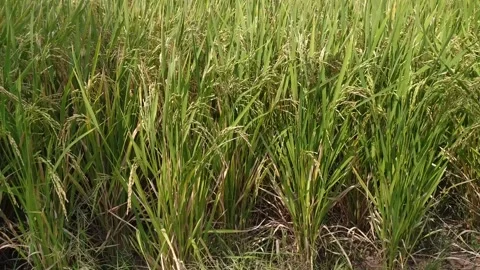Yellow rice fields ready for harvest Stock Footage 255506176