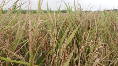 Yellow rice plants ready to be harvested Stock Footage 302375078
