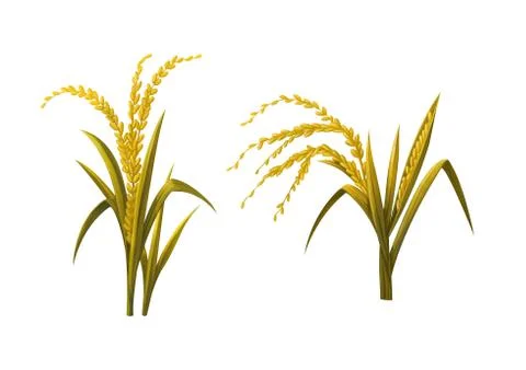 Yellow Rices object Stock Illustration