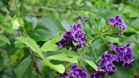 A Yellow Ringed Grass moth collecting nectar from a violet color flower Video stock 201452307