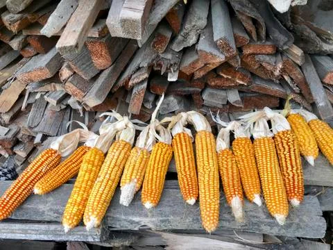 Yellow ripe corn cobs are dried near a stack of firewood. Foto stock