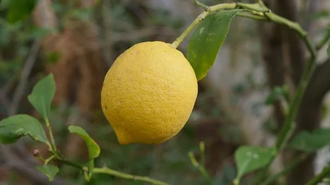 Yellow ripe lemon on the tree Stock Footage 124433231