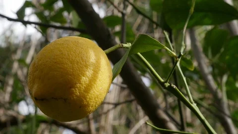 Yellow ripe lemon on the tree Stock Footage 124433722