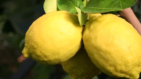 Yellow ripe lemons hanging on tree with leaves in the citrus garden plantation Stock Footage 274441879