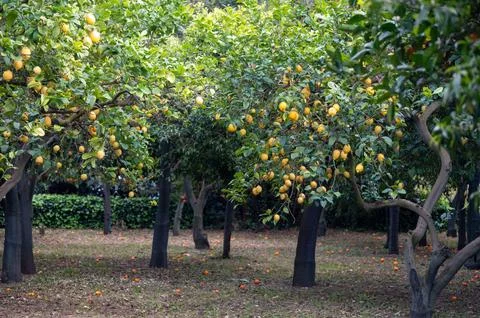 Yellow ripe lemons on lemon tree orchard in Italy, ready to harvest Stock Photos
