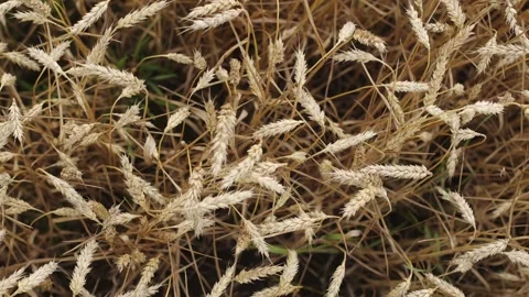 Yellow ripe wheat, ready to be cut. Wheat field, Ukrainian harvest Stock Footage 246606706