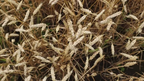 Yellow ripe wheat, ready to be cut. Wheat field, Ukrainian harvest Stock Footage 246606707