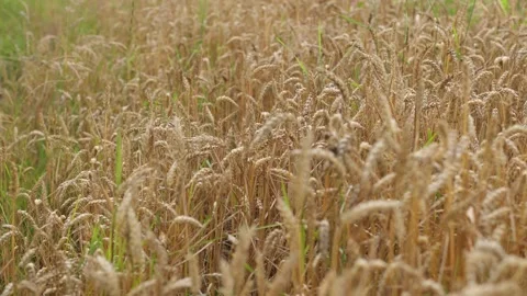 Yellow ripe wheat, ready to be cut. Wheat field, Ukrainian harvest Stock Footage 246606709