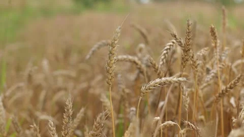 Yellow ripe wheat, ready to be cut. Wheat field, Ukrainian harvest Stock Footage 246606710