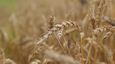 Yellow ripe wheat, ready to be cut. Wheat field, Ukrainian harvest Stock Footage 246606718