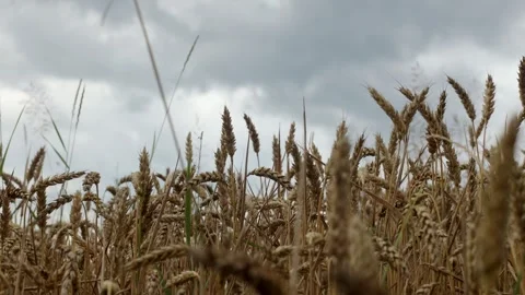 Yellow ripe wheat, ready to be cut. Wheat field, Ukrainian harvest Stock Footage 246606720
