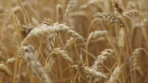 Yellow ripe wheat, ready to be cut. Wheat field, Ukrainian harvest Stockbeeldmateriaal 246606721