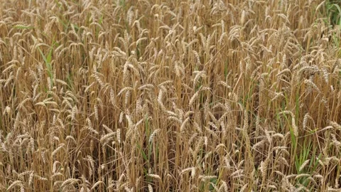 Yellow ripe wheat, ready to be cut. Wheat field, Ukrainian harvest Stock Footage 246606722