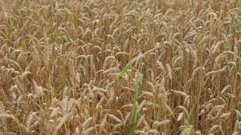 Yellow ripe wheat, ready to be cut. Wheat field, Ukrainian harvest Stock Footage 246606724