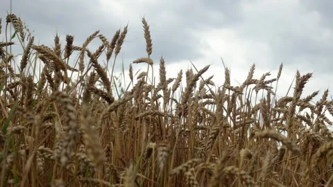 Yellow ripe wheat, ready to be cut. Wheat field, Ukrainian harvest Stock Footage 246606728
