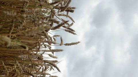 Yellow ripe wheat, ready to be cut. Wheat field, Ukrainian harvest Stock Footage 246606736
