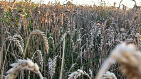 Yellow ripe wheat, ready to be cut. Wheat field, Ukrainian harvest. Stock Footage 247267078
