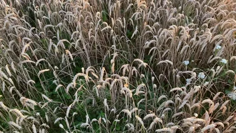 Yellow ripe wheat, ready to be cut. Wheat field, Ukrainian harvest. Stock Footage 247267082