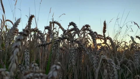 Yellow ripe wheat, ready to be cut. Wheat field, Ukrainian harvest. Stock Footage 247267084