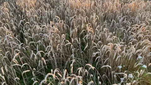 Yellow ripe wheat, ready to be cut. Wheat field, Ukrainian harvest. Stock Footage 247267095