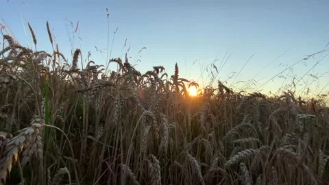 Yellow ripe wheat, ready to be cut. Wheat field, Ukrainian harvest. Stock Footage 247267096