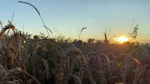 Yellow ripe wheat, ready to be cut. Wheat field, Ukrainian harvest. Stock Footage 247267138