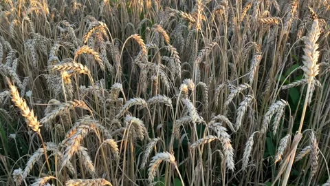 Yellow ripe wheat, ready to be cut. Wheat field, Ukrainian harvest. Stock Footage 247267150
