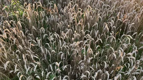 Yellow ripe wheat, ready to be cut. Wheat field, Ukrainian harvest. Stock Footage 247267151