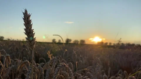 Yellow ripe wheat, ready to be cut. Wheat field, Ukrainian harvest. Stock Footage 247267186