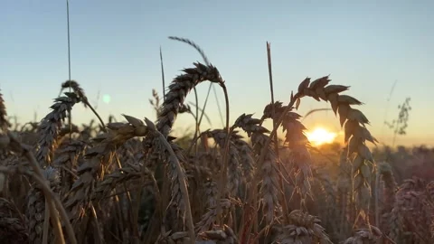 Yellow ripe wheat, ready to be cut. Wheat field, Ukrainian harvest. Stock Footage 247267222