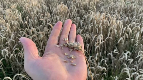 Yellow ripe wheat, ready to be cut. Wheat field, Ukrainian harvest. Stock Footage 247267270