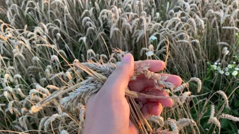 Yellow ripe wheat, ready to be cut. Wheat field, Ukrainian harvest. Stock Footage 247267271