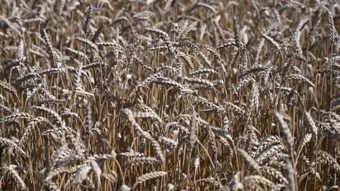 Yellow ripening ears of wheat ready for harvest. Cereals. Stock-Footage 339476163