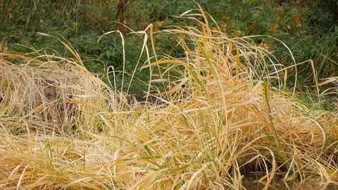 Yellow river reeds close up Stock Footage 100192733