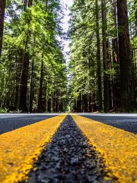 Yellow road marks at ground level perspective. Centre of road passing redwood Stock Photos