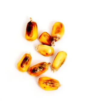 Yellow roasted corn on cob, isolated Stock Photos