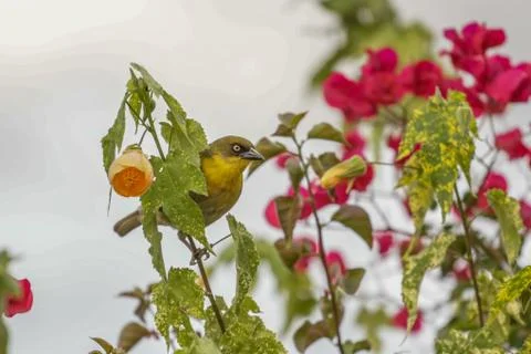 A yellow Robin on a tree Фото