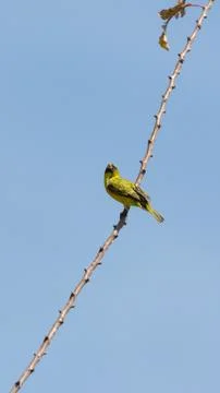 A yellow Robin on a tree Stock Photos