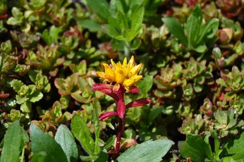 Yellow Rock Garden Plants Background, Natural Texture Close-Up Photos