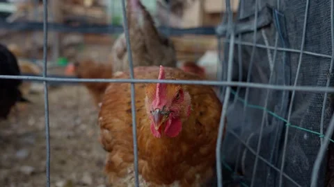 Yellow rooster inside a barnyard looking straight at the camera Front video Stock Footage 280219290