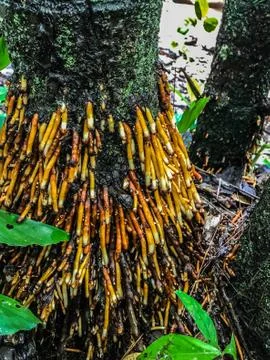 Yellow root Stock Photos