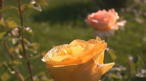 Yellow rose 2 Stock Footage 11315968