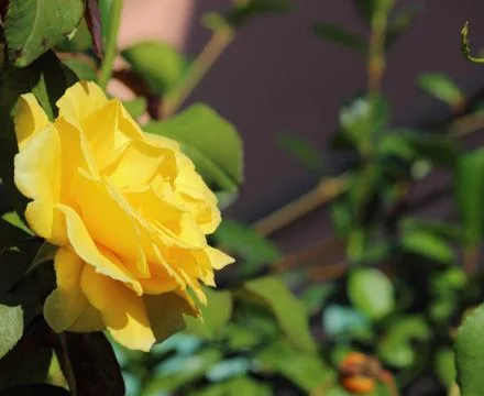 Yellow rose 2 Stock Photos