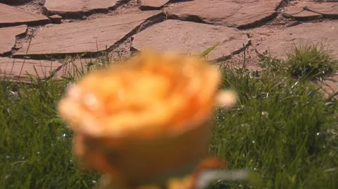 Yellow rose 3 Stock Footage 11315956