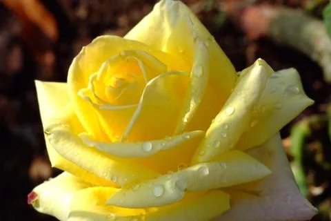 Yellow rose 4 Stock Photos